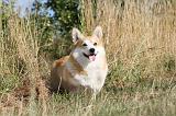 CORGI PEMBROKE 141